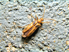 Ortholeptura valida