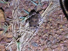 Sclerophrys latifrons