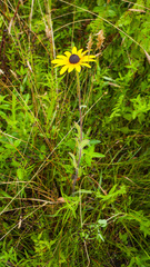 Rudbeckia hirta pulcherrima