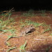 Sclerophrys latifrons - Photo (c) phrogbecker, algunos derechos reservados (CC BY-NC)