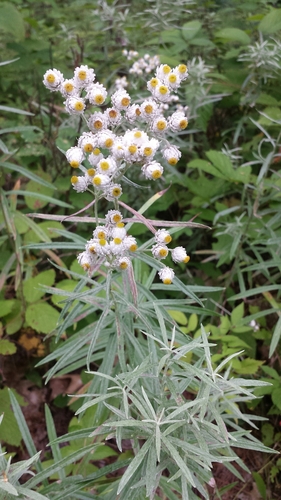 Common Pearlyeverlasting