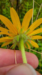Rudbeckia hirta pulcherrima