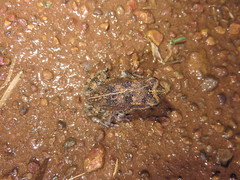 Sclerophrys latifrons