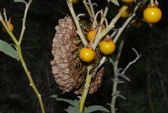 Polistes mongolicus