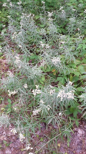 Anaphalis margaritacea