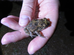 Sclerophrys latifrons