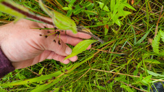 Rudbeckia hirta pulcherrima