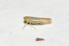 Dalbulus elimatus