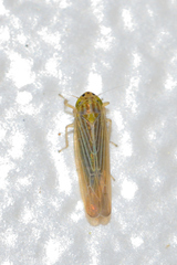 Dalbulus elimatus