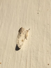 Naroma varipes