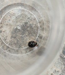 Parexochomus nigromaculatus