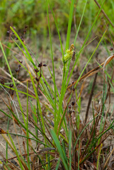 Carex viridula