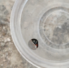 Parexochomus nigromaculatus