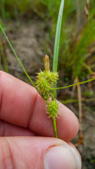 Carex viridula