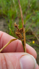 Carex viridula