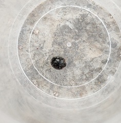 Parexochomus nigromaculatus