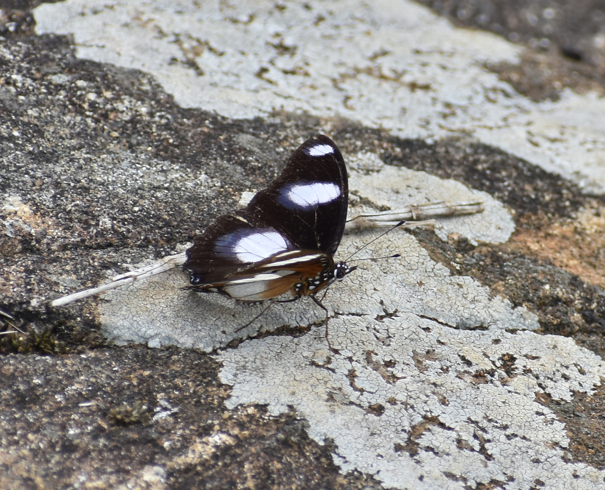 Danaid Eggfly
