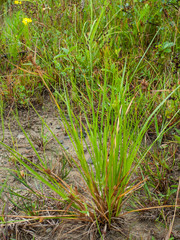 Carex viridula