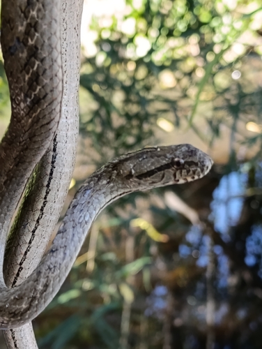 Coastal House Snake