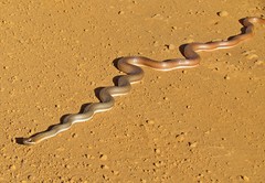 Philodryas nattereri