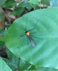 Reduviidae