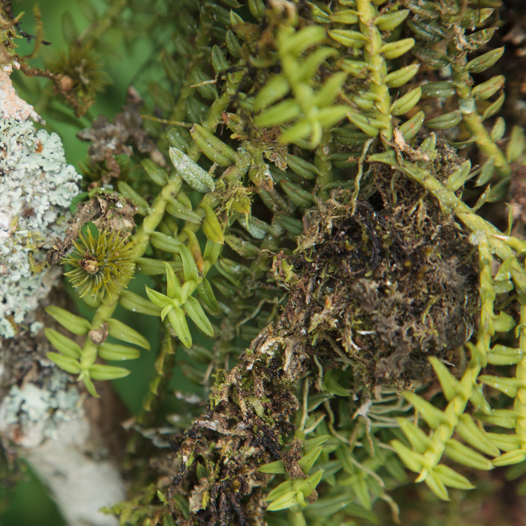 Dichaea trichocarpa