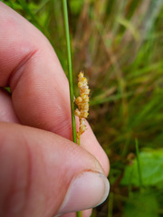 Carex granularis