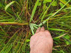 Carex granularis