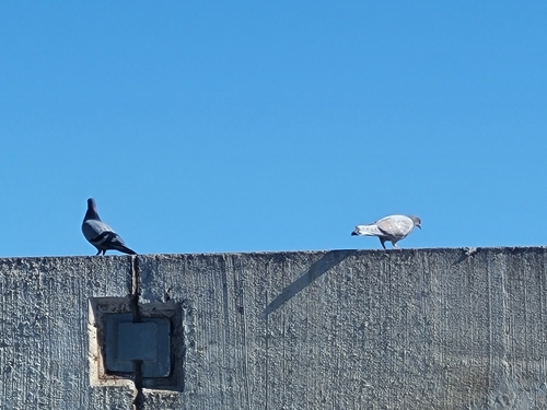 Feral Pigeon photographed in Colorado