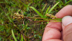 Carex granularis