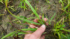 Carex granularis