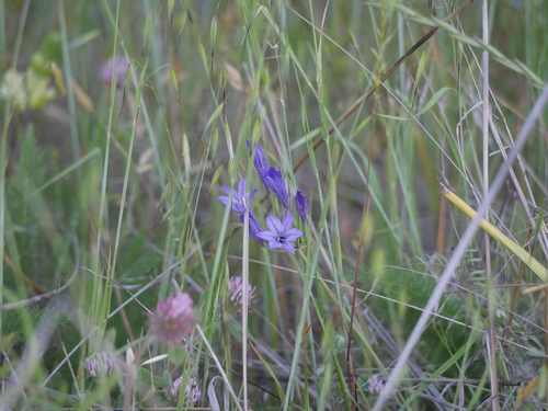 iNaturalist observation photo of Ithuriel's Spear