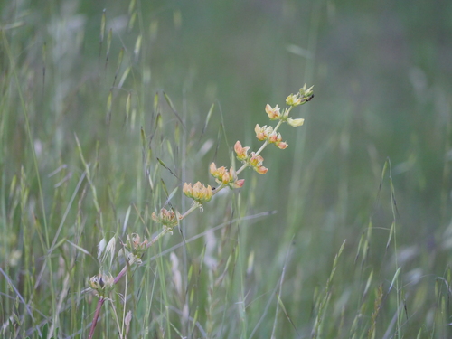 iNaturalist observation photo of chick lupine