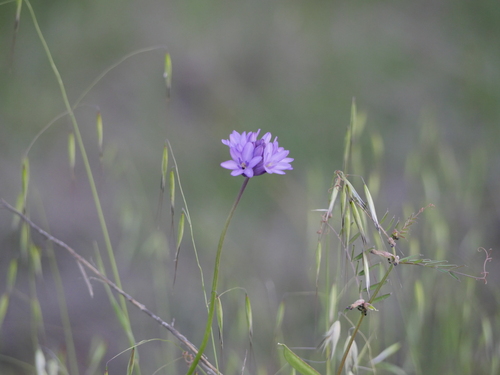 iNaturalist observation photo of Ookow