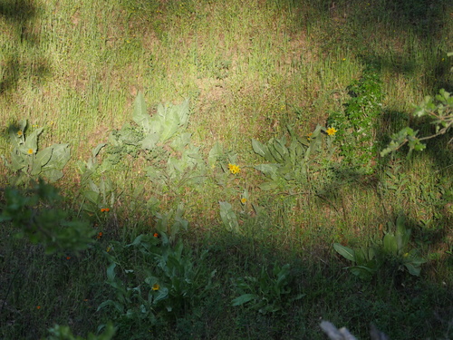 iNaturalist observation photo of mule's ears