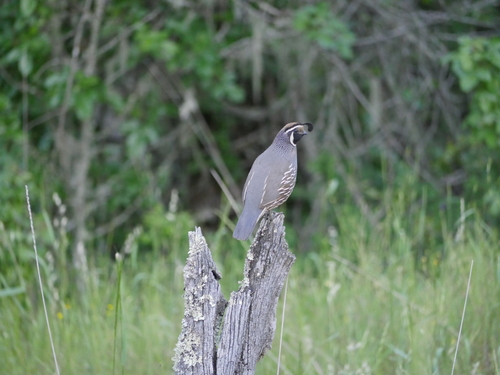 iNaturalist observation photo of California Quail
