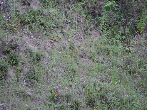 iNaturalist observation photo of wind poppy