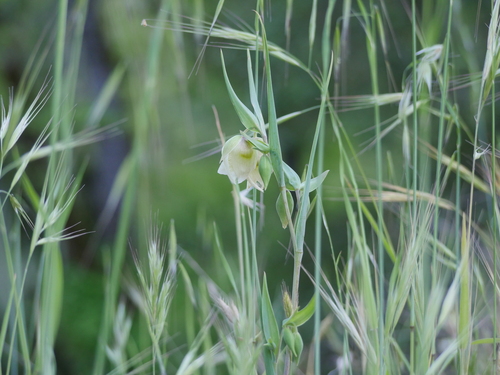 iNaturalist observation photo of White Globe Lily