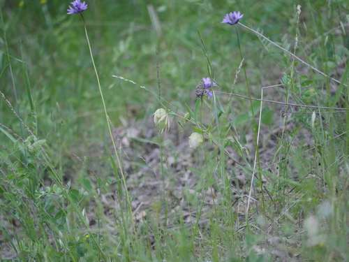 iNaturalist observation photo of White Globe Lily