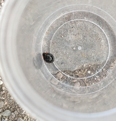 Parexochomus nigromaculatus