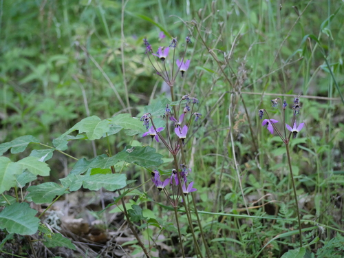 iNaturalist observation photo of Henderson's shooting star