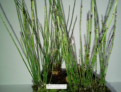 Equisetum scirpoides