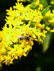Hylaeus mesillae cressoni