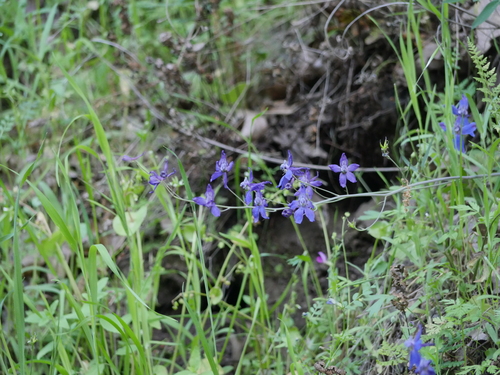 iNaturalist observation photo of Zigzag Larkspur