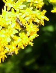 Hylaeus mesillae cressoni