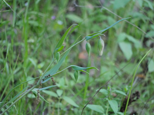 iNaturalist observation photo of White Globe Lily