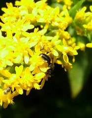 Hylaeus mesillae cressoni
