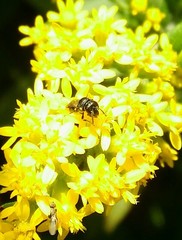 Hylaeus mesillae cressoni