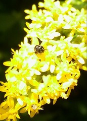 Hylaeus mesillae cressoni