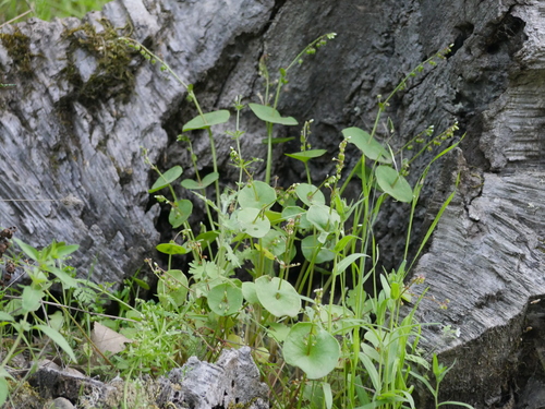 iNaturalist observation photo of miner's lettuce